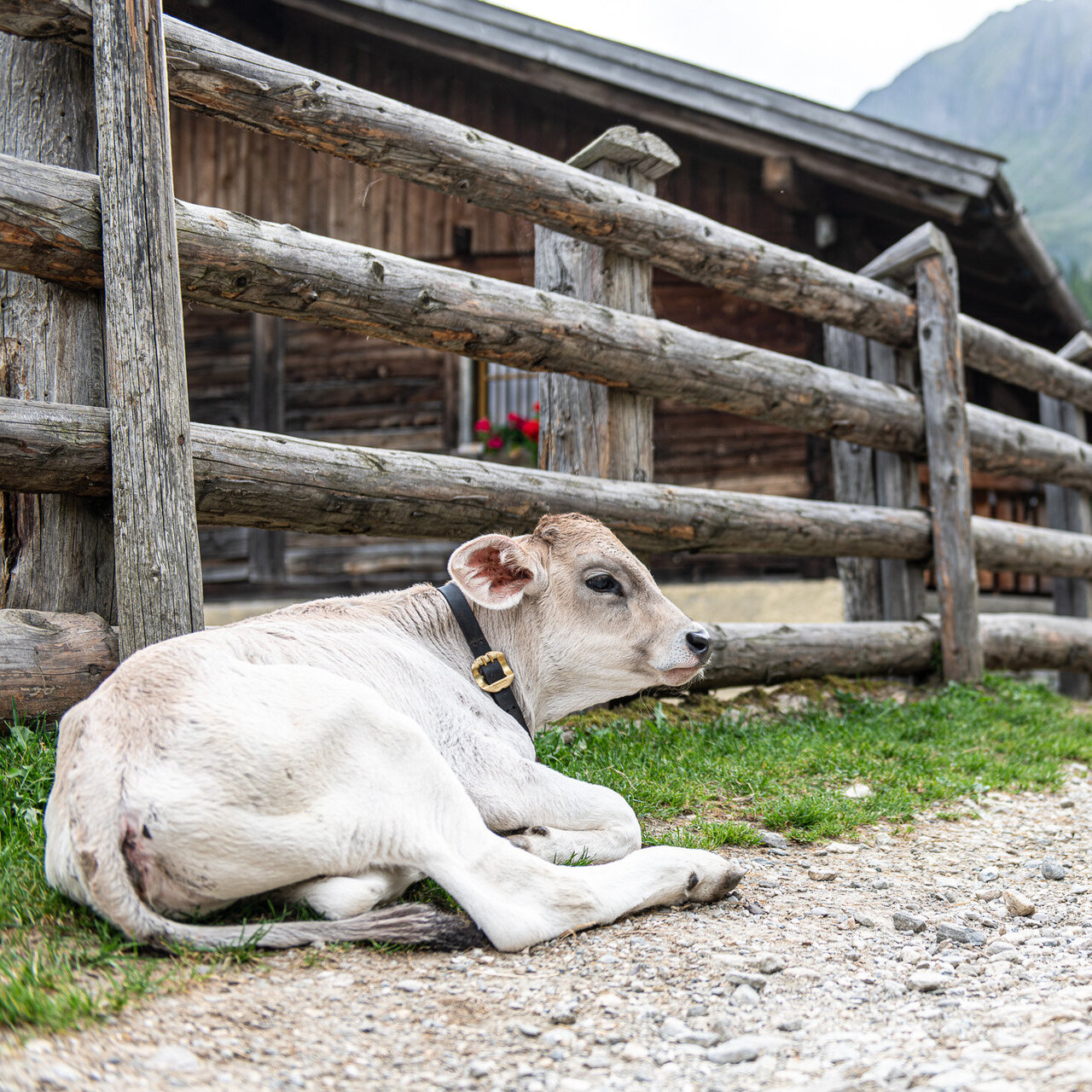 Unsere Alm